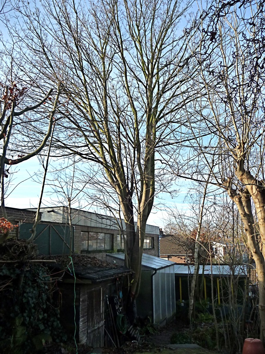 Afbeelding
